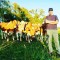 Meet Jim Eby and his Guernsey cows. Eby Manor produces the best tasting and nutritious dairy product around. Jim is a hard-working and kind man. We are lucky to have such a great local vendor in our marketplace. 🙌🥛